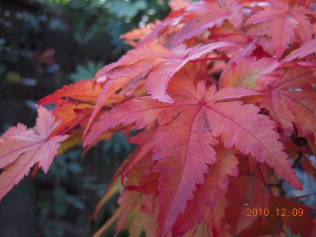 image226.jpg