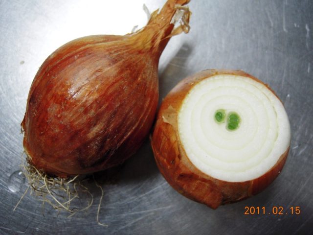 image233.jpg