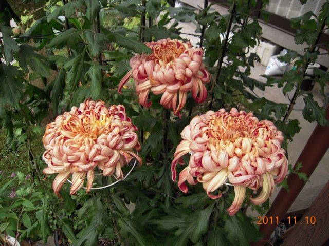 image250.jpg