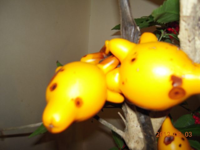 image252.jpg