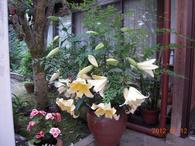 image263.jpg