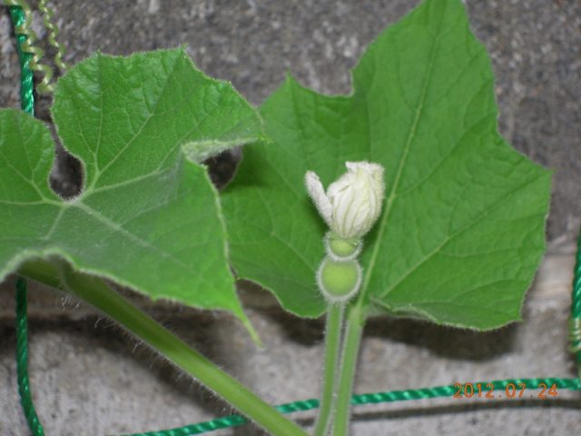 image266.jpg
