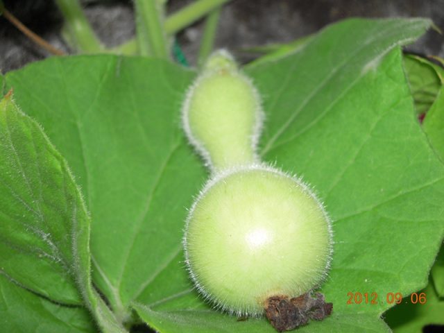 image270.jpg