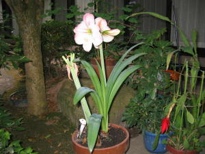 image39.jpg