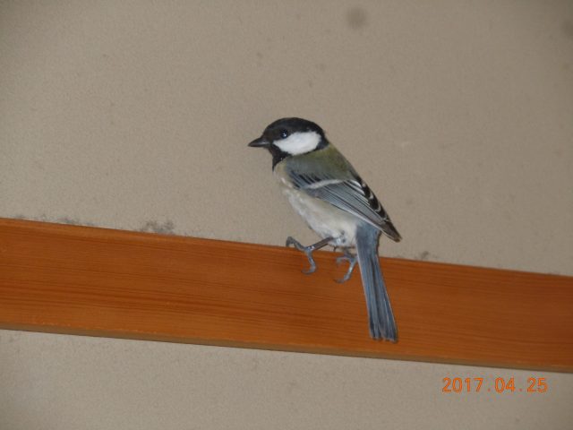 DSCN6113