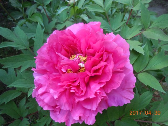 DSCN6116