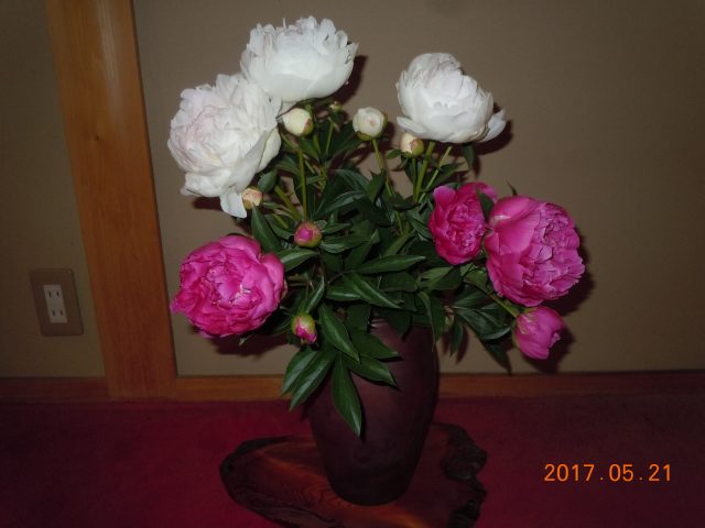 DSCN6123