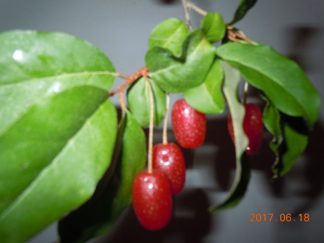 DSCN6140