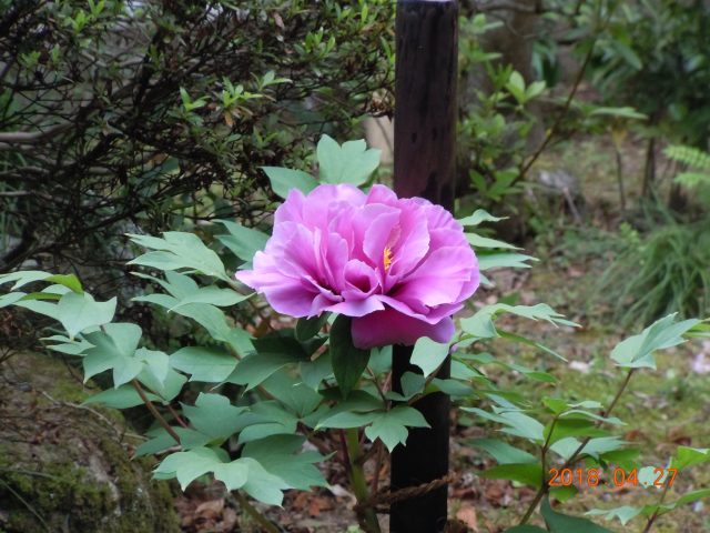 DSCN6688