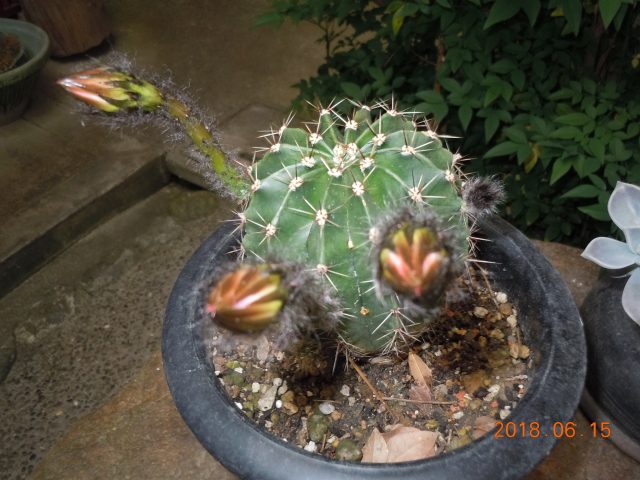 DSCN6788