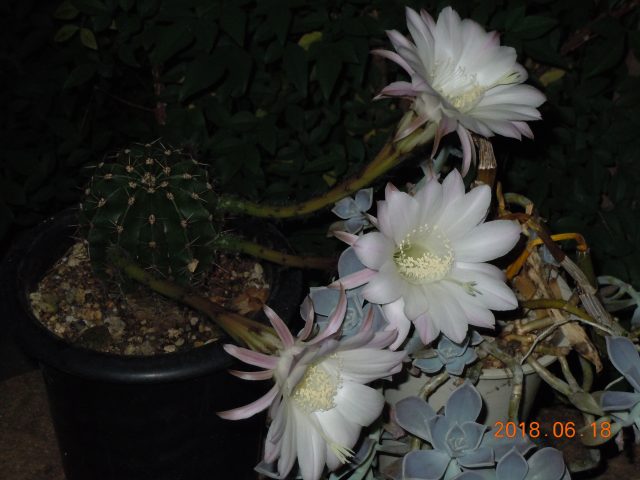 DSCN6790