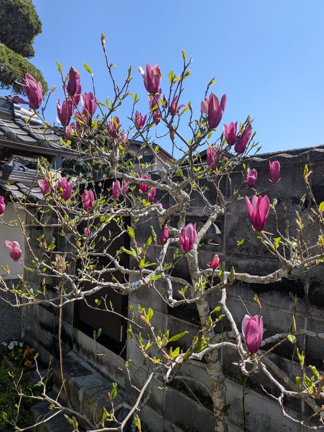 PXL_20260411_014532296.MP