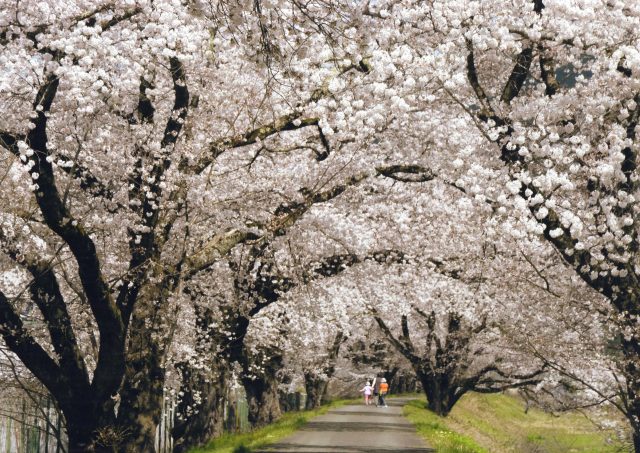 sakura